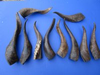 6 to 12 inches Semi-Polished Indian Goat Horns <font color=red> Wholesale</font> - 20 @ $4.50 each; 40 @ $3.75 each