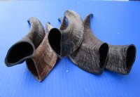 Five Buffed Indian Goat Horns 8-3/4 to 11-1/4 inches for $7.00 each