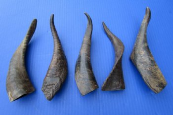 5 Buffed Indian Goat Horns 8-3/4 to 9 inches for $7.00 each