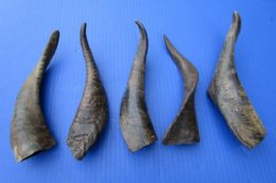 5 Buffed Indian Goat Horns 8-3/4 to 9 inches for $7.00 each