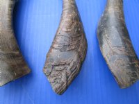 5 Buffed Indian Goat Horns 8-3/4 to 9 inches for $7.00 each