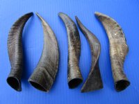 5 Buffed Indian Goat Horns 8-3/4 to 9 inches for $7.00 each