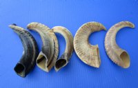 12 to 15 inches Buffed Indian Ram Horns, Sheep Horns <font color=red>Wholesale</font> Light Shine- 14 @ $7.00 each <FONT COLOR=RED> *SALE* 20 @ $5.00 EACH</FONT>