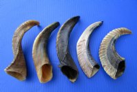 12 to 15 inches Buffed Indian Sheep Horns, Ram Horns, Light Shine- 2 @ $12.00 each <FONT COLOR=RED> *SALE* 2 @ $9.60 EACH</FONT>