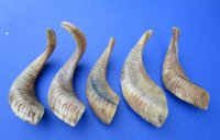 12 to 15 inches Buffed Indian Sheep Horns, Ram Horns, Light Shine- 2 @ $12.00 each <FONT COLOR=RED> *SALE* 2 @ $9.60 EACH</FONT>