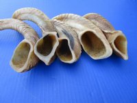 12 to 15 inches Buffed Indian Ram Horns, Sheep Horns <font color=red>Wholesale</font> Light Shine- 14 @ $7.00 each <FONT COLOR=RED> *SALE* 20 @ $5.00 EACH</FONT>