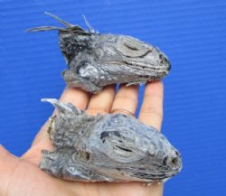 2 Real Preserved Iguana heads 3 to 4 inches - $25.00 each <font color=red> SALE $11.25 EACH</FONT>