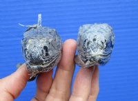 2 Real Preserved Iguana heads 3 to 4 inches - $25.00 each <font color=red> SALE $11.25 EACH</FONT>