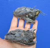 2 Real Preserved Iguana heads 3 to 4 inches - $25.00 each <font color=red> SALE $11.25 EACH</FONT>