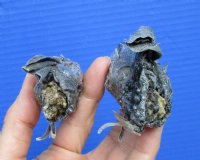 2 Real Preserved Iguana heads 3 to 4 inches - $25.00 each <font color=red> SALE $11.25 EACH</FONT>