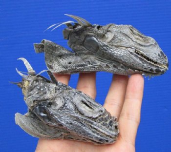 2 Real Iguana Heads for Sale 3 to 4 inches - $25.00 each <FONT COLOR=RED> SALE $11.25 EACH</FONT>