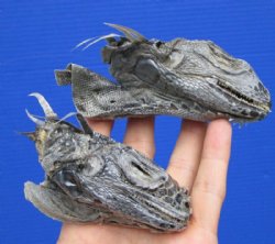 2 Real Iguana Heads for Sale 3 to 4 inches - $25.00 each <FONT COLOR=RED> SALE $11.25 EACH</FONT>