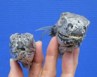 2 Real Iguana Heads for Sale 3 to 4 inches - $25.00 each <FONT COLOR=RED> SALE $11.25 EACH</FONT>