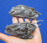 2 Real Iguana Heads for Sale 3 to 4 inches - $25.00 each <FONT COLOR=RED> SALE $11.25 EACH</FONT>