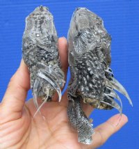 2 Real Iguana Heads for Sale 3 to 4 inches - $25.00 each <FONT COLOR=RED> SALE $11.25 EACH</FONT>