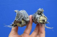 2 Real Iguana Heads for Sale 3 to 4 inches - $25.00 each <FONT COLOR=RED> SALE $11.25 EACH</FONT>