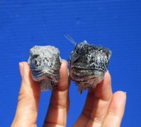 2 Green Iguana Heads for Sale  2-1/2 to 3-1/2 inches  - $15.00 each  <FONT COLOR=RED> SALE $10.00 EACH </FONT>