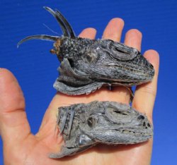 2 Green Iguana Heads for Sale  2-1/2 to 3-1/2 inches  - $15.00 each  <FONT COLOR=RED> SALE $10.00 EACH </FONT>