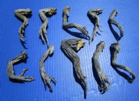 10 Preserved Real Green Iguana Legs 4 to 8 inches - $2.00 each Buy these for <font color=red> Special Price $1.00 each</font> 