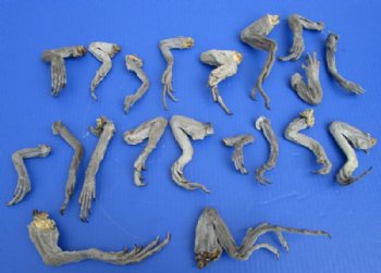 20 Preserved Iguana Legs 4 to 8 inches <font color=red> Special Price of $2.00 each</font>