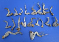 20 Preserved Iguana Legs 4 to 8 inches <font color=red> Special Price of $2.00 each</font>