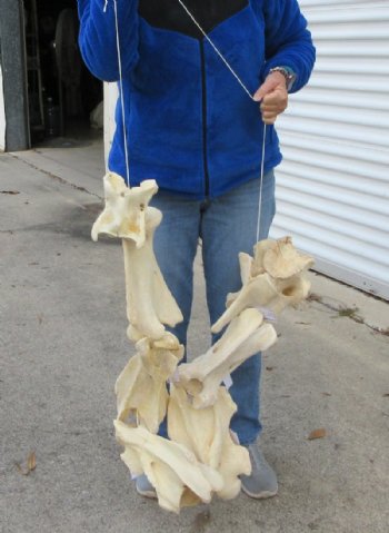 7 piece Giraffe Neck Vertebrae Set - You are buying this set for $325 (Shipped Signature Required)