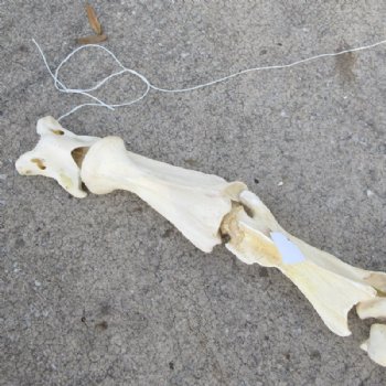 7 piece Giraffe Neck Vertebrae Set - You are buying this set for $325 (Shipped Signature Required)