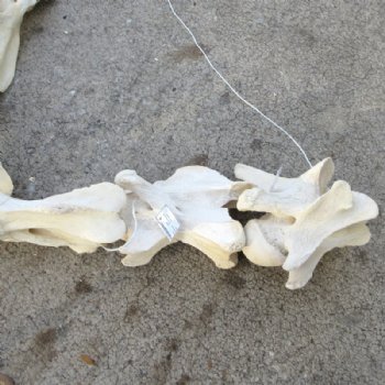 7 piece Giraffe Neck Vertebrae Set - You are buying this set for $325 (Shipped Signature Required)