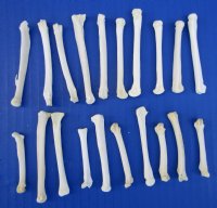 20 Real Coyote Foot, Feet Bones for Sale for Crafts - Buy these for .70 each