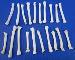 20 Real Coyote Foot, Feet Bones for Sale for Crafts - Buy these for .70 each