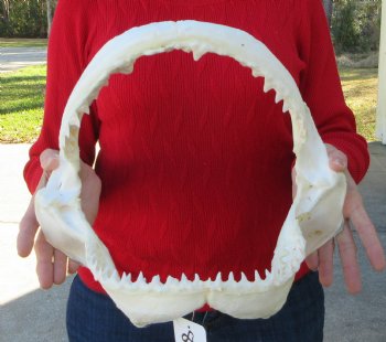 13 inches wide Genuine Bull Shark Jaw <font color=red> HAS VERY SHARP TEETH </FONT> (missing some front teeth) - Buy this one for $134.99