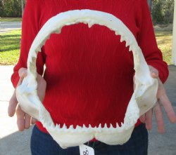 13 inches wide Genuine Bull Shark Jaw <font color=red> HAS VERY SHARP TEETH </FONT> (missing some front teeth) - Buy this one for $134.99