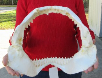 13 inches wide Genuine Bull Shark Jaw <font color=red> HAS VERY SHARP TEETH </FONT> (missing some front teeth) - Buy this one for $134.99