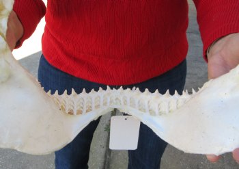 13 inches wide Genuine Bull Shark Jaw <font color=red> HAS VERY SHARP TEETH </FONT> (missing some front teeth) - Buy this one for $134.99