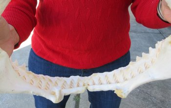 13 inches wide Genuine Bull Shark Jaw <font color=red> HAS VERY SHARP TEETH </FONT> (missing some front teeth) - Buy this one for $134.99