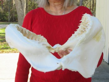 13 inches wide Genuine Bull Shark Jaw <font color=red> HAS VERY SHARP TEETH </FONT> (missing some front teeth) - Buy this one for $134.99