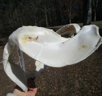 13 inches wide Genuine Bull Shark Jaw <font color=red> HAS VERY SHARP TEETH </FONT> (missing some front teeth) - Buy this one for $134.99