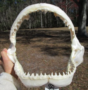 13 inches wide Genuine Bull Shark Jaw <font color=red> HAS VERY SHARP TEETH </FONT> (missing some front teeth) - Buy this one for $134.99