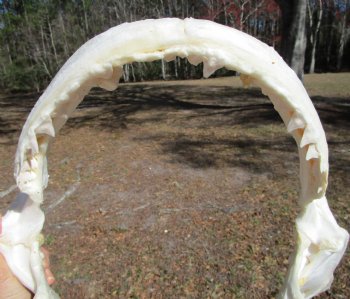 13 inches wide Genuine Bull Shark Jaw <font color=red> HAS VERY SHARP TEETH </FONT> (missing some front teeth) - Buy this one for $134.99