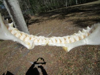 13 inches wide Genuine Bull Shark Jaw <font color=red> HAS VERY SHARP TEETH </FONT> (missing some front teeth) - Buy this one for $134.99