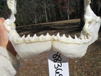 13 inches wide Genuine Bull Shark Jaw <font color=red> HAS VERY SHARP TEETH </FONT> (missing some front teeth) - Buy this one for $134.99