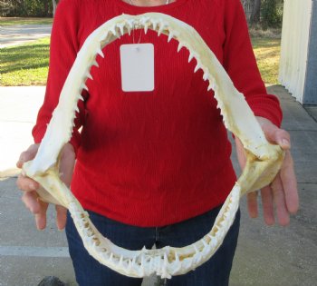15 inches Real Blacktip Shark with <font color=red> Very Sharp Teeth </font> - Buy this one for $184.99
