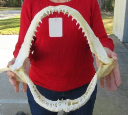 15 inches Real Blacktip Shark with <font color=red> Very Sharp Teeth </font> - Buy this one for $184.99
