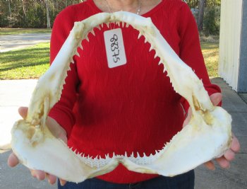 15 inches Real Blacktip Shark with <font color=red> Very Sharp Teeth </font> - Buy this one for $184.99