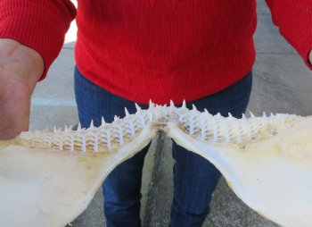 15 inches Real Blacktip Shark with <font color=red> Very Sharp Teeth </font> - Buy this one for $184.99