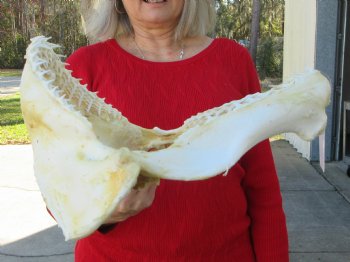 15 inches Real Blacktip Shark with <font color=red> Very Sharp Teeth </font> - Buy this one for $184.99