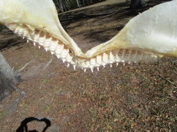 15 inches Real Blacktip Shark with <font color=red> Very Sharp Teeth </font> - Buy this one for $184.99