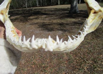 15 inches Real Blacktip Shark with <font color=red> Very Sharp Teeth </font> - Buy this one for $184.99