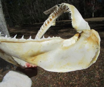 15 inches Real Blacktip Shark with <font color=red> Very Sharp Teeth </font> - Buy this one for $184.99