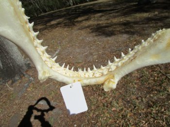 15 inches Real Blacktip Shark with <font color=red> Very Sharp Teeth </font> - Buy this one for $184.99